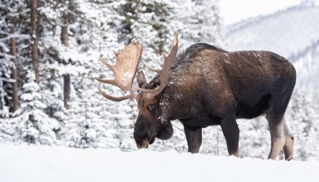 Viaje a Canadá en invierno